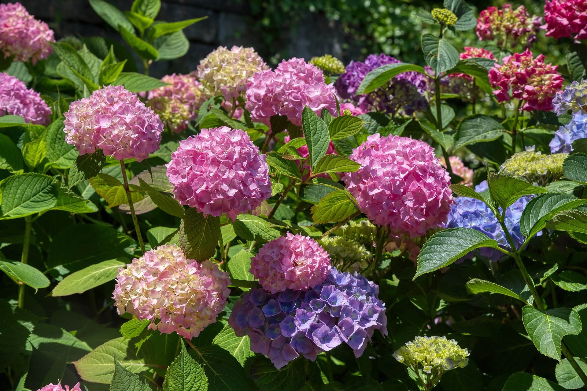 Ortensie: La Guida Completa Per Coltivarle E Potarle